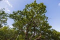 Beautiful bottom up view on tops of forest trees on blue sky background. Royalty Free Stock Photo