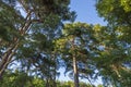 Beautiful bottom up view on tops of  pine trees on blue sky background. Royalty Free Stock Photo