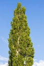 Beautiful bottom up view on tops of  tree on blue sky background. Royalty Free Stock Photo