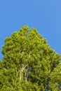 Beautiful bottom up view on tops of  tree on blue sky background. Royalty Free Stock Photo
