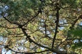 Beautiful bottom view of pine or fir branch with needles and many conifers Pinophyta seen in Howth Rhododendron Gardens, Dublin