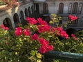 Beautiful bougainvillea adorning the balcony Royalty Free Stock Photo