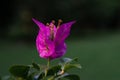 Beautiful pink bougainvillea close up. Royalty Free Stock Photo