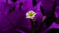 Beautiful purple bougainvillea close up. Royalty Free Stock Photo