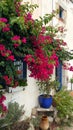 Beautiful bougainvillea bush and decoration in the garden at the house