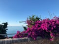 beautiful bougainvillea climbing plant near a brick wall in summer