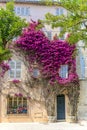 Beautiful Bougainvillea climbs a multi story house Royalty Free Stock Photo