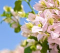 Beautiful bougainvillea flowers against blue sky Royalty Free Stock Photo