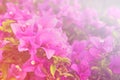 Beautiful Bougainvillea flowers background Royalty Free Stock Photo