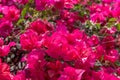 Beautiful bougainvillea flowers Bougainvillea branches closeup natural light on hot days