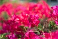 Beautiful bougainvillea flowers Bougainvillea branches closeup natural light on hot days