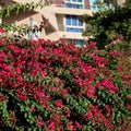 Bougainvillea flowers growing in front of a house Royalty Free Stock Photo