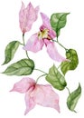 Beautiful bougainvillea flowers on a twig with green leaves. Isolated on white background. Watercolor painting.