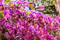 Beautiful bougainvillea flowers on a wall Royalty Free Stock Photo