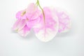 Beautiful Bougainvillea flowers on white background Royalty Free Stock Photo