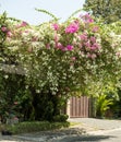 A beautiful bougainvillea glabra tree with mixed colors