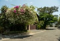 A beautiful bougainvillea glabra tree with mixed colors