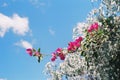 Spring time with bougainvillea Royalty Free Stock Photo