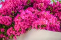 Beautiful bougainvillea on the old traditional
