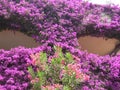 House facade full of purple blooming Bougainville Royalty Free Stock Photo