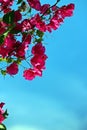 Beautiful Bougainvillea Pink flowery bush