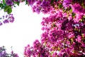 Beautiful bougainvillea in Santorini island, Oia, Greece Royalty Free Stock Photo