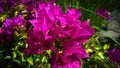 Beautiful bouganvillea flowering branch in garden