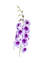 Beautiful bouguet orchid flowers isolated on white