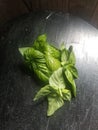 Beautiful Bountiful Basil