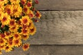 Beautiful bouquet of blooming orange chrysanthemums on wooden background. Bright autumn flowers. Top view. Royalty Free Stock Photo