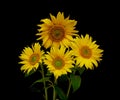 Beautiful bouquet of blooming sunflowers on a black background