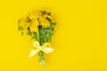 beautiful Bouquet of blooming yellow dandelions. Photo Royalty Free Stock Photo