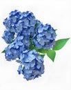 Beautiful Bouquet of Blue Hydrangeas in 3D