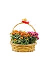 Beautiful bouquet of bright flowers in basket isolated on white Royalty Free Stock Photo