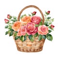 Beautiful bouquet of bright roses in a flower basket, isolated on white background Royalty Free Stock Photo