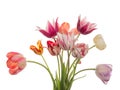 Beautiful bouquet of bright tulips Royalty Free Stock Photo