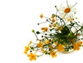 A beautiful bouquet of bright wild flowers in a glass Cup is isolated on a white background. The view from the top. Daisies, Royalty Free Stock Photo