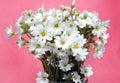 Beautiful bouquet of Cerastium flower, pink background