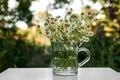 Beautiful bouquet of chamomiles in glass cup on white table outdoors Royalty Free Stock Photo