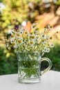 Beautiful bouquet of chamomiles in glass cup on white table outdoors Royalty Free Stock Photo