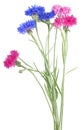 Beautiful bouquet of colorful cornflowers isolated on white background. Blue and pink cornflowers Royalty Free Stock Photo