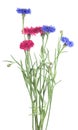 Beautiful bouquet of colorful cornflowers isolated on white background. Blue and pink cornflowers Royalty Free Stock Photo