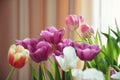 Beautiful bouquet of tulips Royalty Free Stock Photo