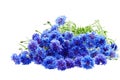 Beautiful bouquet of cornflowers isolated on white background Royalty Free Stock Photo