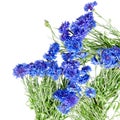 Beautiful bouquet of cornflowers isolated on white background Royalty Free Stock Photo