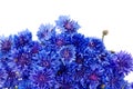 Beautiful bouquet of cornflowers isolated on white background Royalty Free Stock Photo