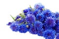 Beautiful bouquet of cornflowers isolated on white background Royalty Free Stock Photo