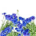 Beautiful bouquet of cornflowers isolated on white background Royalty Free Stock Photo