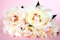 Beautiful bouquet of cream peonys on pink background. Close up