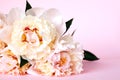 Beautiful bouquet of cream peonys on pink background. Close up